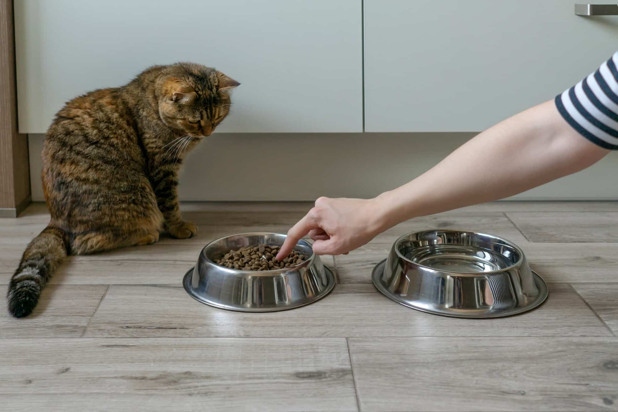 Comment Bien Choisir ses Croquettes pour Chat ?